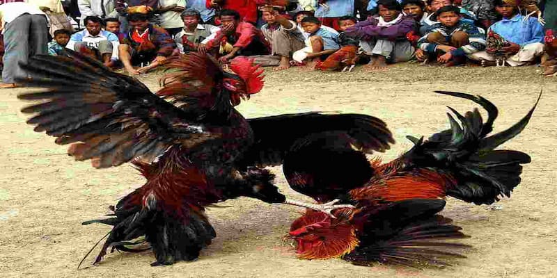 Kinh Nghiệm Chơi Đá Gà Cựa Sắt Từ Cao Thủ