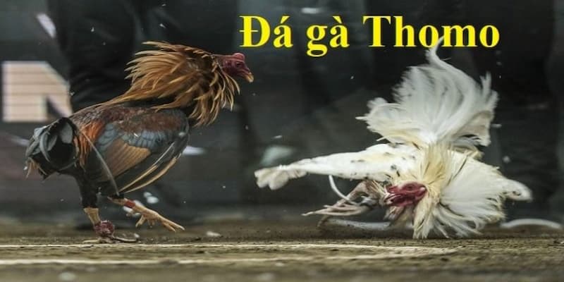 Chọn Trận Đá Gà Phù Hợp