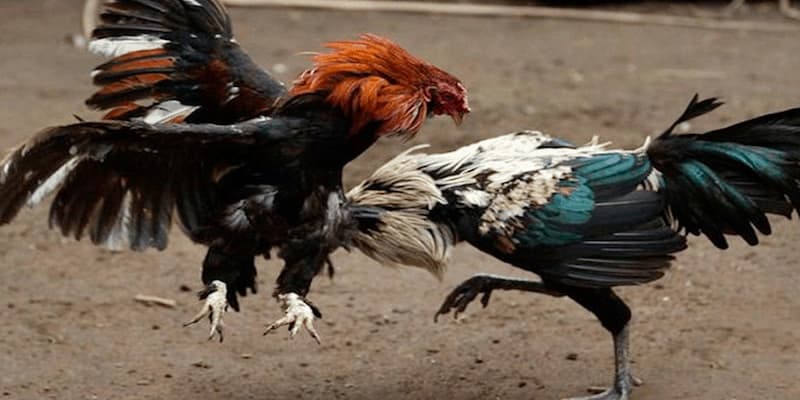 Nghiên Cứu Thông Tin Trước Mỗi Trận Đấu