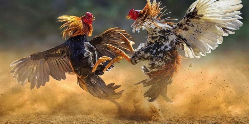 Trang Đá Gà Trực Tiếp: Sự Hấp Dẫn Không Thể Bỏ Qua