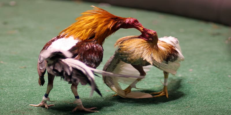 Đá Gà Cựa Sắt