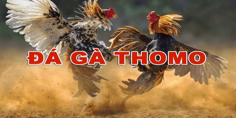 Đá Gà Thomo Campuchia Cách Chơi Đá Gà Thomo Campuchia - Các Bước Cơ Bản
